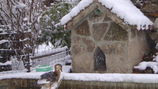 Detalle del estanque