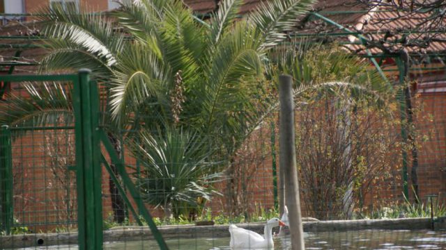 Detalle del estanque