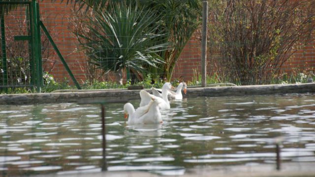 Detalle del estanque