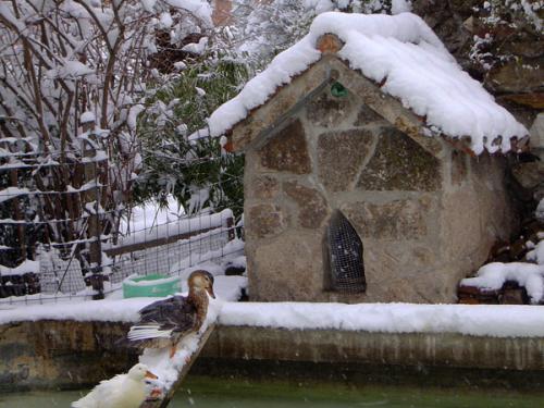 Detalle del jardín